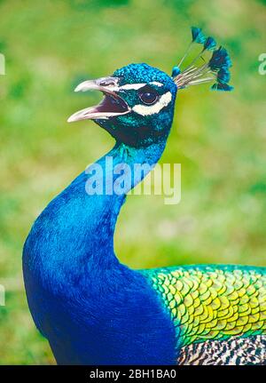 Männchen gemein oder Indischer Pfauz, (Pavo cristatus.) Anrufen. Stockfoto