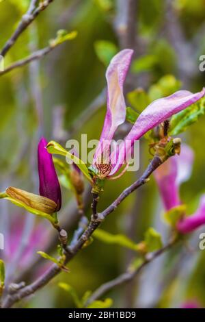 Magnolienblüte auf Hintergrund verschwommener Magnolienblüten auf Magnolienbaum. Stockfoto