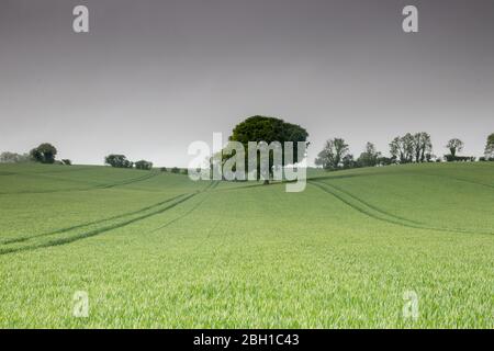 Ein grünes Weizenfeld, das einen einzigen Baum mit Traktorspuren oder Traktorlinien umgibt Stockfoto