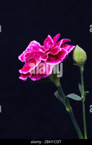 Nahaufnahme Dianthus 'Oscar Purple Wings' Blume in voller Blüte mit schwarzem Hintergrund. Stockfoto