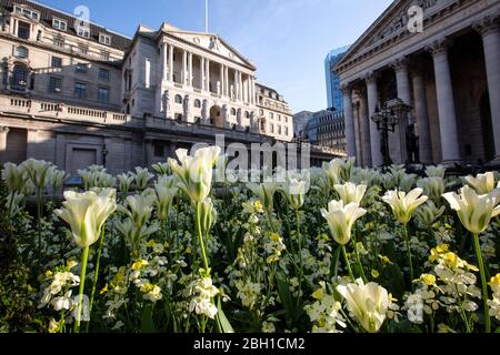 London, Großbritannien. April 2020. Frühlingssortiment heute früh gegenüber der Bank of England und der Royal Exchange in der City of London, da die Lockdown-Maßnahmen in den nächsten drei bis vier Wochen inmitten des Coronavirus gelockert werden müssen, damit sich die Wirtschaft erholen kann. City of London Lockdown, England, Großbritannien 23. April 2020 Quelle: Jeff Gilbert/Alamy Live News Stockfoto