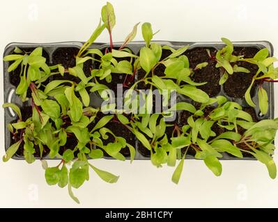 Rote Beete Sämlinge von oben in einem Stecksäpfling gesehen Stockfoto