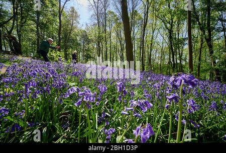 Bluebell Holz, Bluebells (Hyacinthoides non-scripta) bei Hueckelhoven, Heinsberg, Nordrhein-Westfalen, Deutschland Stockfoto