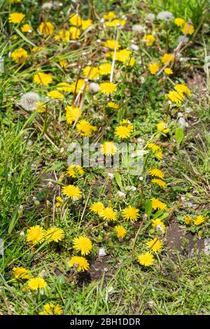 Löwenzahn (Taraxacum), Isehara City, Präfektur Kanagawa, Japan Stockfoto