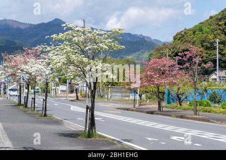 Blühendes Hundeheide (Cornus florida), Isehara City, Präfektur Kanagawa, Japan Stockfoto