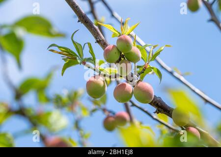 Unreife japanische Pflaumenfrüchte, Stadt Isehara, Präfektur Kanagawa, Japan Stockfoto