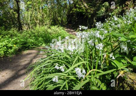 Weiße Blüten von dreieckigen Leek (Allium triquetrum), die im Frühjahr an einem Waldweg wild wachsen. Gypsy Wood Benllech Isle of Anglesey Wales, Großbritannien Stockfoto