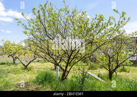 Japanischer Pflaumenbaum, Stadt Isehara, Präfektur Kanagawa, Japan Stockfoto