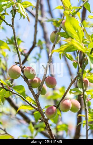 Unreife japanische Pflaumenfrüchte, Stadt Isehara, Präfektur Kanagawa, Japan Stockfoto