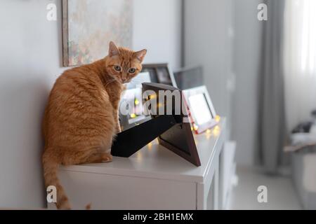 Tabby Katze mit grünen Augen auf Möbeln sitzen, ist überrascht, wenn mit einem Bilderrahmen spielen Stockfoto