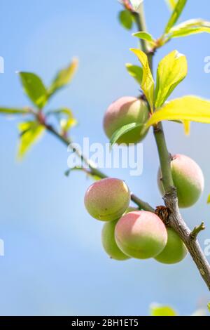 Unreife japanische Pflaumenfrüchte, Stadt Isehara, Präfektur Kanagawa, Japan Stockfoto