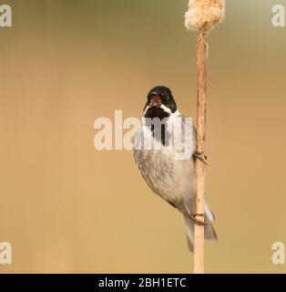 Ein Rüde-Reed-Bunting (Emberiza Schoeniclus) in Brutgefieder auf einem Schilfstiel thront und singt mit einem sauberen Hintergrund. Stockfoto