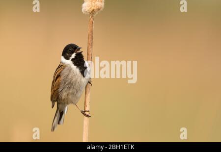 Ein Rüde-Reed-Bunting (Emberiza Schoeniclus) in Brutgefieder auf einem Schilfstiel thront und singt mit einem sauberen Hintergrund. Stockfoto