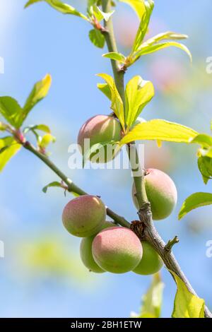 Unreife japanische Pflaumenfrüchte, Stadt Isehara, Präfektur Kanagawa, Japan Stockfoto