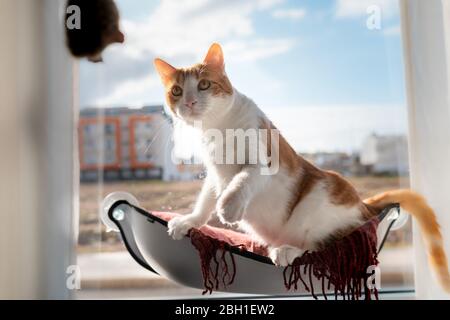 Weiße Katze und braun mit gelben Augen sitzen in einer Hängematte am Fenster, beobachten Sie ein Spielzeug, das oben ist. Bewegung 1 Stockfoto