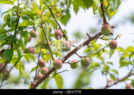 Unreife japanische Pflaumenfrüchte, Stadt Isehara, Präfektur Kanagawa, Japan Stockfoto