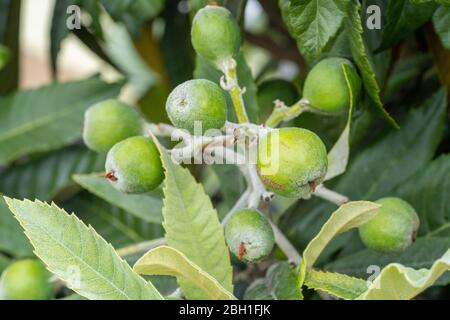 Unriped Loquat (Eriobotrya japonica), Stadt Isehara, Präfektur Kanagawa, Japan Stockfoto