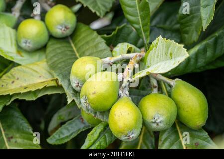 Unriped Loquat (Eriobotrya japonica), Stadt Isehara, Präfektur Kanagawa, Japan Stockfoto