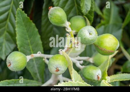 Unriped Loquat (Eriobotrya japonica), Stadt Isehara, Präfektur Kanagawa, Japan Stockfoto