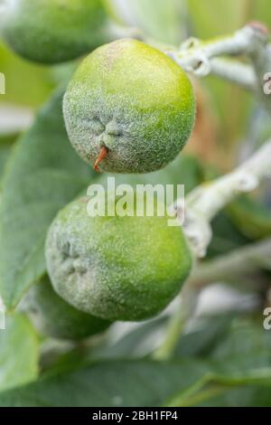 Unriped Loquat (Eriobotrya japonica), Stadt Isehara, Präfektur Kanagawa, Japan Stockfoto