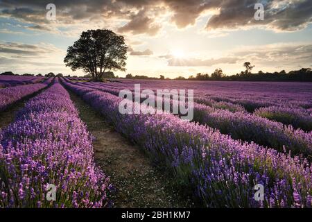 Bio Lavendel Feld für ätherische Öle angebaut Stockfoto