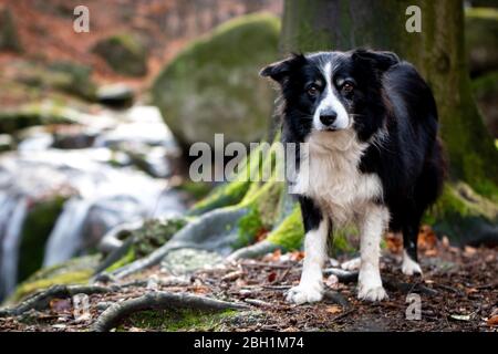 Schwarz-weißer Border Collie mit Wasserfall im Hintergrund Stockfoto