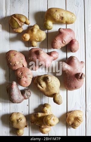 Trendy hässliche Kartoffeln auf weißem Holzhintergrund. Das Konzept der hässlichen Gemüse. Blick von oben. Vertikales Bild. Stockfoto