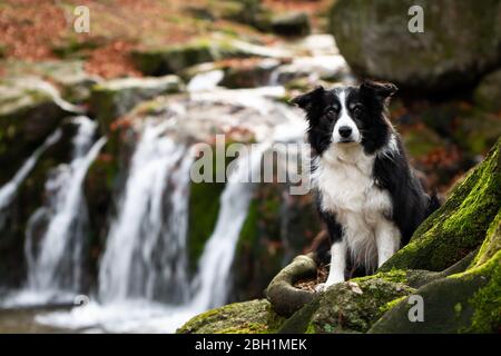 Schwarz-weißer Border Collie mit Wasserfall im Hintergrund Stockfoto