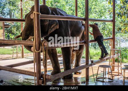 Ein Elefant wird im Krankenhaus im Elephant Conservation Centre, Sayaboury, Laos, behandelt. Das Elephant Conservation Centre ist die einzige Organisation in Laos, die sich für die Erhaltung der Bevölkerung und die Zucht von Elefanten interessiert. Sie haben das einzige Elefantenkrankenhaus und Forschungslabor in Laos. Das Zentrum wurde 2011 gegründet und jetzt schützt das Team 29 Elefanten, die in der Holzeinschlag-Industrie oder Massentourismus gearbeitet hatten, und 530 Hektar Wald rund um den Nam Tien See in Sayaboury. Stockfoto