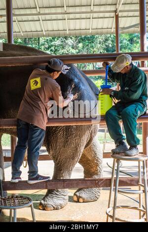 Ein Elefant wird im Krankenhaus im Elephant Conservation Centre, Sayaboury, Laos, behandelt. Das Elephant Conservation Centre ist die einzige Organisation in Laos, die sich für die Erhaltung der Bevölkerung und die Zucht von Elefanten interessiert. Sie haben das einzige Elefantenkrankenhaus und Forschungslabor in Laos. Das Zentrum wurde 2011 gegründet und jetzt schützt das Team 29 Elefanten, die in der Holzeinschlag-Industrie oder Massentourismus gearbeitet hatten, und 530 Hektar Wald rund um den Nam Tien See in Sayaboury. Stockfoto