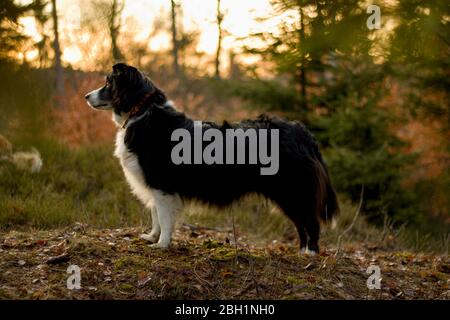 Porträt eines schwarz-weißen Border Collie bei orange sonnenaufgang Stockfoto