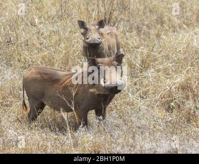 Warthog (Phacochoerus africanus) rollt im Schlamm, der im Ngorongoro Conservation Area (NCA) Tansania fotografiert wurde Stockfoto