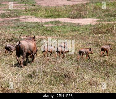 Eine Familie von Warthog (Phacochoerus africanus) rollt im Schlamm, der im Ngorongoro Conservation Area (NCA) Tansania fotografiert wurde Stockfoto