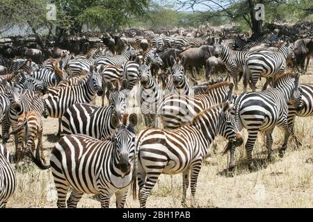 Jährliche Migration von über einer Million Weißbärtigen (oder eingefleischten) Gnus und 200,000 Zebras im Serengeti Nationalpark, Tansania, Stockfoto