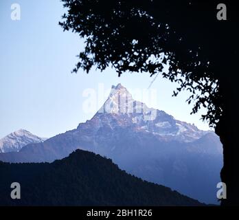 Himalaya Mountain Matschaputschare Fisch Geschichte Framing von Baum Silhouette in den Sonnenaufgang in Nepal Stockfoto