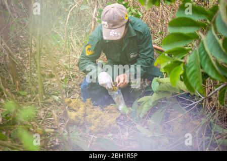 Ein Mitarbeiter nimmt die Exkremente des Elefanten zur Analyse im Elephant Conservation Centre, Sayaboury, Laos. Das Elephant Conservation Centre ist die einzige Organisation in Laos, die sich für die Erhaltung der Bevölkerung und die Zucht von Elefanten interessiert. Sie haben das einzige Elefantenkrankenhaus und Forschungslabor in Laos. Das Zentrum wurde 2011 gegründet und jetzt schützt das Team 29 Elefanten, die in der Holzeinschlag-Industrie oder Massentourismus gearbeitet hatten, und 530 Hektar Wald rund um den Nam Tien See in Sayaboury. Stockfoto