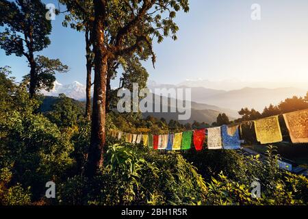 Regenwald und tibetischen Gebetsfahnen Lunge Ta am Mardi Himal trek bei Sonnenaufgang im Himalaya, Nepal Stockfoto