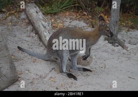 Wunderschönes Wallaby im Freycinet National Park, Tasmanien, Australien Stockfoto