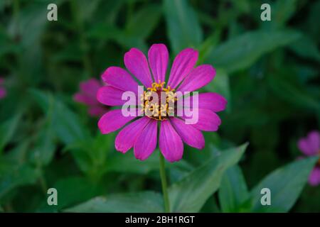 Rosa Zinnia elegans Blüten. Zinnia (Zinnia elegans) blühen im Garten. Die Blütenfarben reichen von Weiß, Creme, Pink, Rot, Violett, Grün, Yell Stockfoto