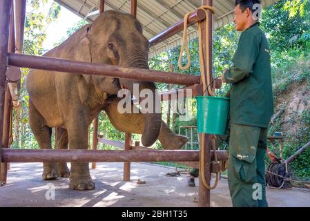 Ein Elefant wird täglich im Krankenhaus im Elephant Conservation Centre, Sayaboury, Laos, untersucht. Das Elephant Conservation Centre ist die einzige Organisation in Laos, die sich für die Erhaltung der Bevölkerung und die Zucht von Elefanten interessiert. Sie haben das einzige Elefantenkrankenhaus und Forschungslabor in Laos. Das Zentrum wurde 2011 gegründet und jetzt schützt das Team 29 Elefanten, die in der Holzeinschlag-Industrie oder Massentourismus gearbeitet hatten, und 530 Hektar Wald rund um den Nam Tien See in Sayaboury. Stockfoto