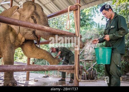 Ein Elefant wird täglich im Krankenhaus im Elephant Conservation Centre, Sayaboury, Laos, untersucht. Das Elephant Conservation Centre ist die einzige Organisation in Laos, die sich für die Erhaltung der Bevölkerung und die Zucht von Elefanten interessiert. Sie haben das einzige Elefantenkrankenhaus und Forschungslabor in Laos. Das Zentrum wurde 2011 gegründet und jetzt schützt das Team 29 Elefanten, die in der Holzeinschlag-Industrie oder Massentourismus gearbeitet hatten, und 530 Hektar Wald rund um den Nam Tien See in Sayaboury. Stockfoto