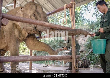 Ein Elefant wird täglich im Krankenhaus im Elephant Conservation Centre, Sayaboury, Laos, untersucht. Das Elephant Conservation Centre ist die einzige Organisation in Laos, die sich für die Erhaltung der Bevölkerung und die Zucht von Elefanten interessiert. Sie haben das einzige Elefantenkrankenhaus und Forschungslabor in Laos. Das Zentrum wurde 2011 gegründet und jetzt schützt das Team 29 Elefanten, die in der Holzeinschlag-Industrie oder Massentourismus gearbeitet hatten, und 530 Hektar Wald rund um den Nam Tien See in Sayaboury. Stockfoto