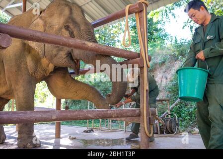 Ein Elefant wird täglich im Krankenhaus im Elephant Conservation Centre, Sayaboury, Laos, untersucht. Das Elephant Conservation Centre ist die einzige Organisation in Laos, die sich für die Erhaltung der Bevölkerung und die Zucht von Elefanten interessiert. Sie haben das einzige Elefantenkrankenhaus und Forschungslabor in Laos. Das Zentrum wurde 2011 gegründet und jetzt schützt das Team 29 Elefanten, die in der Holzeinschlag-Industrie oder Massentourismus gearbeitet hatten, und 530 Hektar Wald rund um den Nam Tien See in Sayaboury. Stockfoto