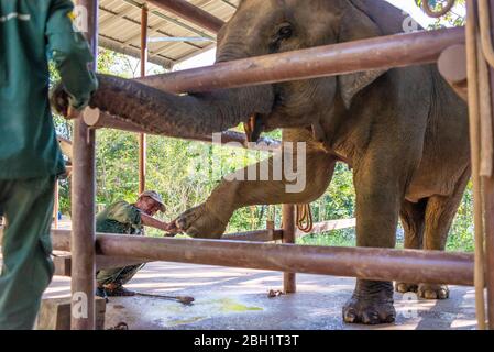 Ein Elefant wird täglich im Krankenhaus im Elephant Conservation Centre, Sayaboury, Laos, untersucht. Das Elephant Conservation Centre ist die einzige Organisation in Laos, die sich für die Erhaltung der Bevölkerung und die Zucht von Elefanten interessiert. Sie haben das einzige Elefantenkrankenhaus und Forschungslabor in Laos. Das Zentrum wurde 2011 gegründet und jetzt schützt das Team 29 Elefanten, die in der Holzeinschlag-Industrie oder Massentourismus gearbeitet hatten, und 530 Hektar Wald rund um den Nam Tien See in Sayaboury. Stockfoto