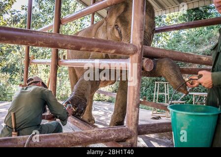 Ein Elefant wird täglich im Krankenhaus im Elephant Conservation Centre, Sayaboury, Laos, untersucht. Das Elephant Conservation Centre ist die einzige Organisation in Laos, die sich für die Erhaltung der Bevölkerung und die Zucht von Elefanten interessiert. Sie haben das einzige Elefantenkrankenhaus und Forschungslabor in Laos. Das Zentrum wurde 2011 gegründet und jetzt schützt das Team 29 Elefanten, die in der Holzeinschlag-Industrie oder Massentourismus gearbeitet hatten, und 530 Hektar Wald rund um den Nam Tien See in Sayaboury. Stockfoto