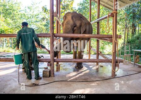 Ein Elefant wird täglich im Krankenhaus im Elephant Conservation Centre, Sayaboury, Laos, untersucht. Das Elephant Conservation Centre ist die einzige Organisation in Laos, die sich für die Erhaltung der Bevölkerung und die Zucht von Elefanten interessiert. Sie haben das einzige Elefantenkrankenhaus und Forschungslabor in Laos. Das Zentrum wurde 2011 gegründet und jetzt schützt das Team 29 Elefanten, die in der Holzeinschlag-Industrie oder Massentourismus gearbeitet hatten, und 530 Hektar Wald rund um den Nam Tien See in Sayaboury. Stockfoto