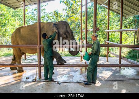 Ein Elefant wird täglich im Krankenhaus im Elephant Conservation Centre, Sayaboury, Laos, untersucht. Das Elephant Conservation Centre ist die einzige Organisation in Laos, die sich für die Erhaltung der Bevölkerung und die Zucht von Elefanten interessiert. Sie haben das einzige Elefantenkrankenhaus und Forschungslabor in Laos. Das Zentrum wurde 2011 gegründet und jetzt schützt das Team 29 Elefanten, die in der Holzeinschlag-Industrie oder Massentourismus gearbeitet hatten, und 530 Hektar Wald rund um den Nam Tien See in Sayaboury. Stockfoto