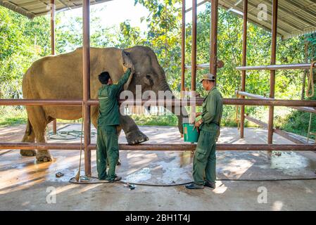 Ein Elefant wird täglich im Krankenhaus im Elephant Conservation Centre, Sayaboury, Laos, untersucht. Das Elephant Conservation Centre ist die einzige Organisation in Laos, die sich für die Erhaltung der Bevölkerung und die Zucht von Elefanten interessiert. Sie haben das einzige Elefantenkrankenhaus und Forschungslabor in Laos. Das Zentrum wurde 2011 gegründet und jetzt schützt das Team 29 Elefanten, die in der Holzeinschlag-Industrie oder Massentourismus gearbeitet hatten, und 530 Hektar Wald rund um den Nam Tien See in Sayaboury. Stockfoto