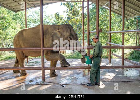 Ein Elefant wird täglich im Krankenhaus im Elephant Conservation Centre, Sayaboury, Laos, untersucht. Das Elephant Conservation Centre ist die einzige Organisation in Laos, die sich für die Erhaltung der Bevölkerung und die Zucht von Elefanten interessiert. Sie haben das einzige Elefantenkrankenhaus und Forschungslabor in Laos. Das Zentrum wurde 2011 gegründet und jetzt schützt das Team 29 Elefanten, die in der Holzeinschlag-Industrie oder Massentourismus gearbeitet hatten, und 530 Hektar Wald rund um den Nam Tien See in Sayaboury. Stockfoto