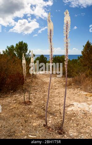 Meeresquallen (Urginea maritima), die in der Nähe der Küste von Migjorn blühen (Es Pí des Catalá, Formentera, Pityusic Islands, Balearen, Spanien) Stockfoto